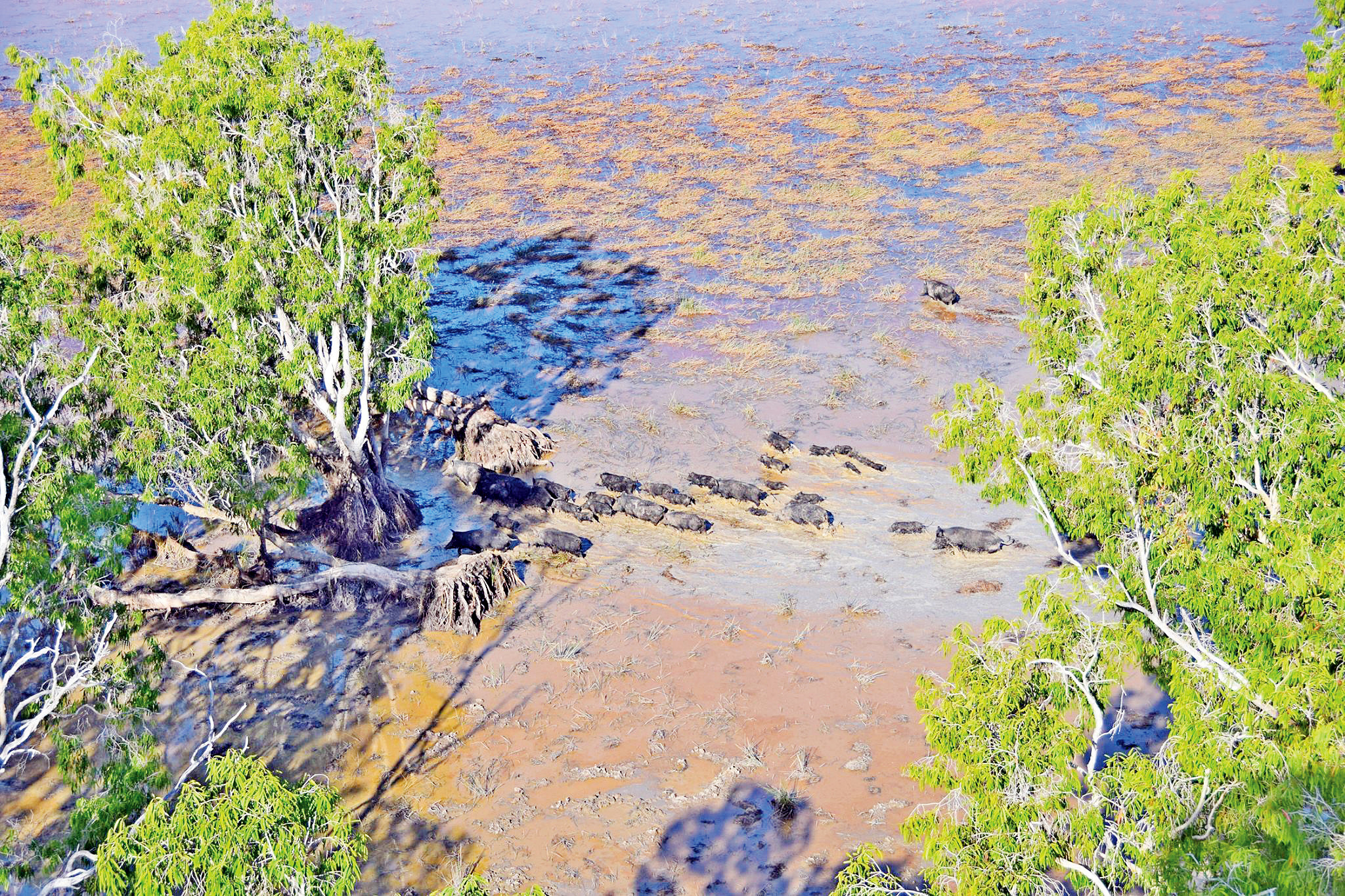 Feral pigs are a growing problem in the North West and Gulf country.