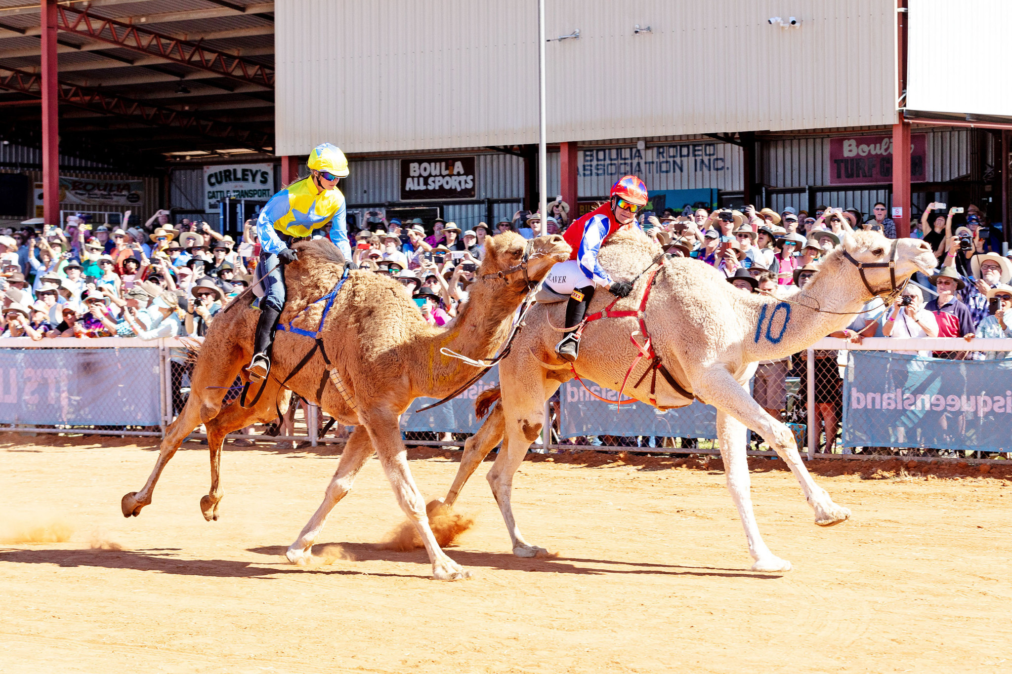 Boulia families well prepared for this year's camel races - feature photo