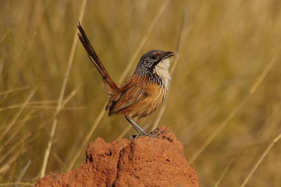 The Carpentarian Grasswren continues to defy the odds. Picture: Clint Hook