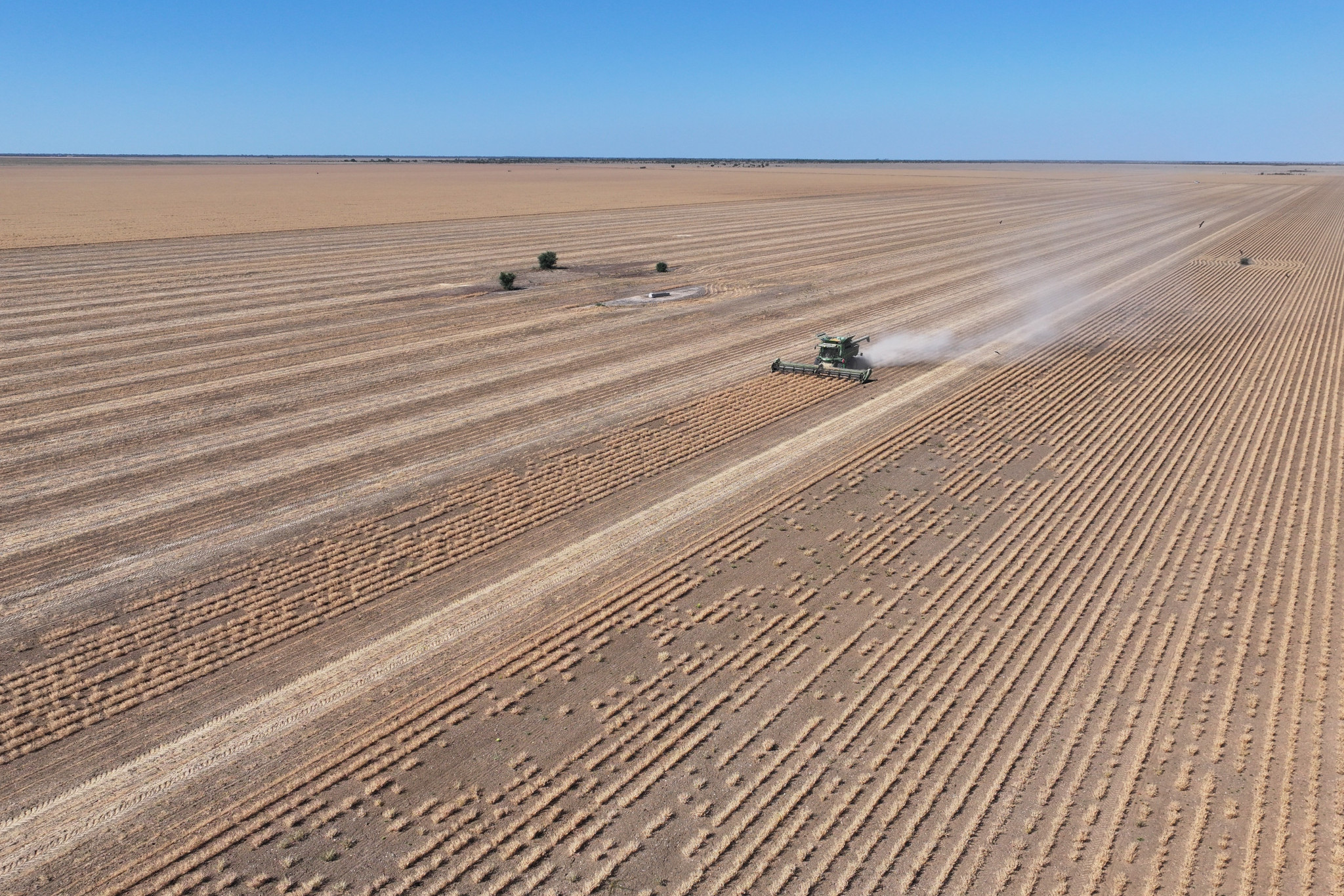 Richmond Shire Council has planted and harvested 1300 hectares of chickpeas at Maxwelton.