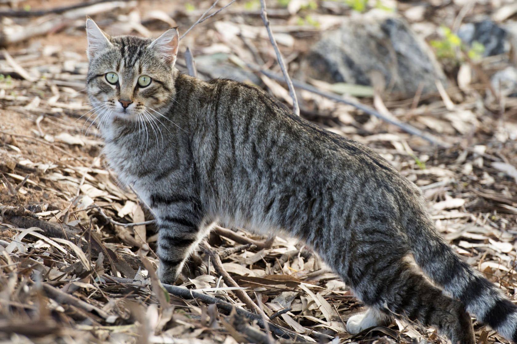 You only have to drive along the Flinders Highway to see the massive rise of feral cats in the North West.