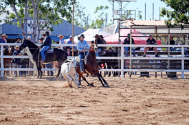 Campdraft action on Friday morning.